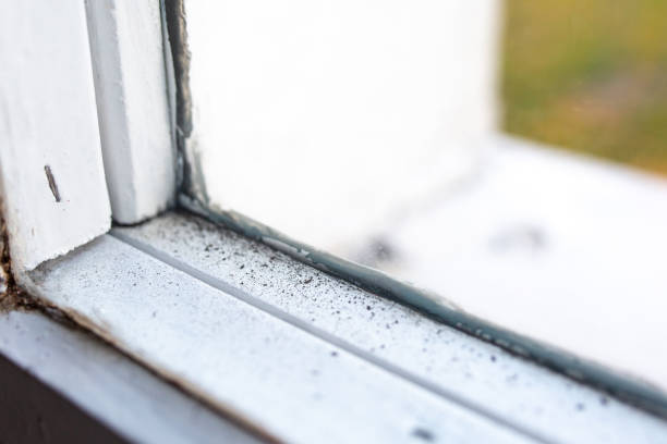  Wellston, OH Mold Removal Pros